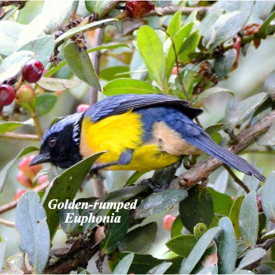 Golden-rumped Euphonia